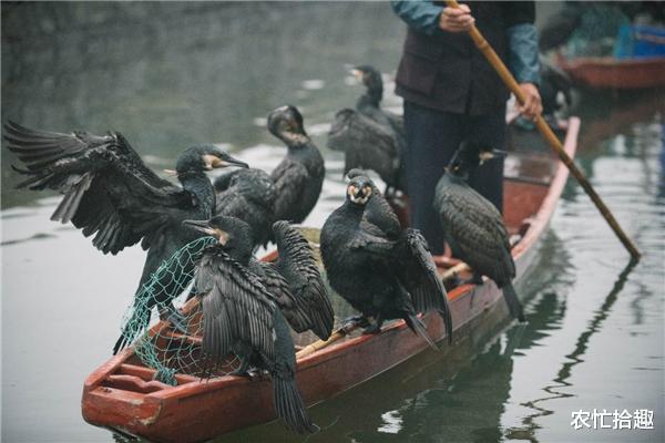 农忙拾趣 因太会抓鱼,被列入“黑名单”,如今一只上千元,已不多见
