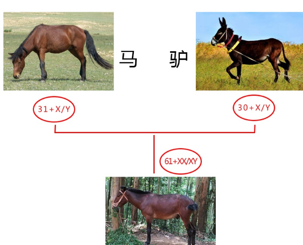 染色体 骡子到底为什么不能生育？