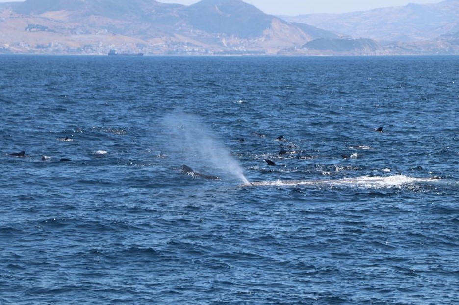 银河系 虎鲸海洋霸主地位遭挑战,领航鲸围殴虎鲸,迫其让出地盘交出猎物