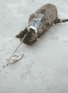 萌萌萌说|从女朋友的包里发现这个,是干什么用的?哈哈哈哈...