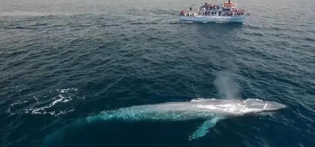 虎鲸 “大块头”蓝鲸，有没有天敌？虎鲸只是其一，另一个对手更可怕！