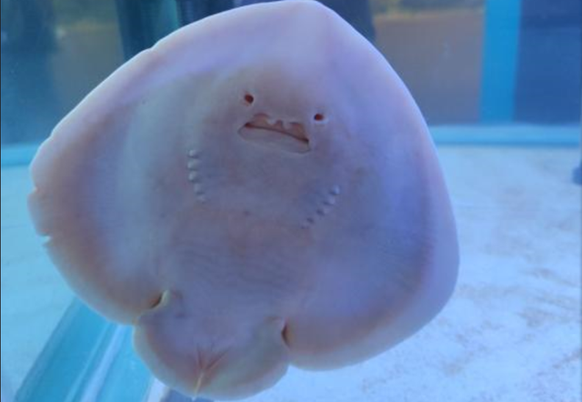 二姐情感客栈 上海海洋水族馆好玩不？挺好玩，也挺开眼