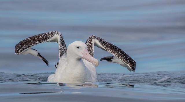 狮子 ?空中霸主阿根廷巨鹰，翅膀宽14米，堪比飞机，可以猎杀狮子吗？