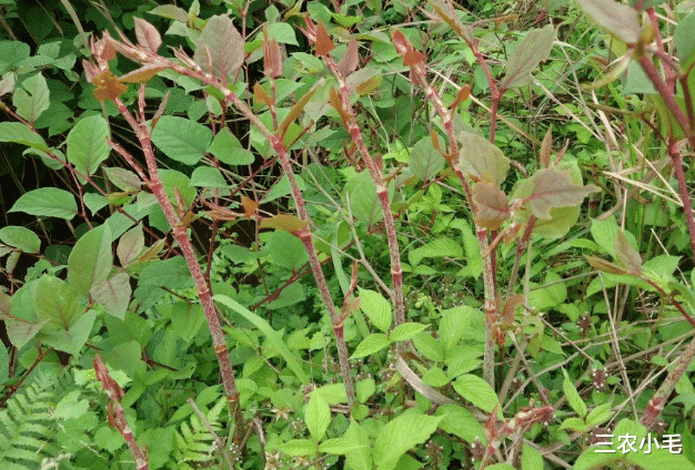 三农小毛 院子里长出5种草,不管多好看,看到了就铲除,留下是“祸害”