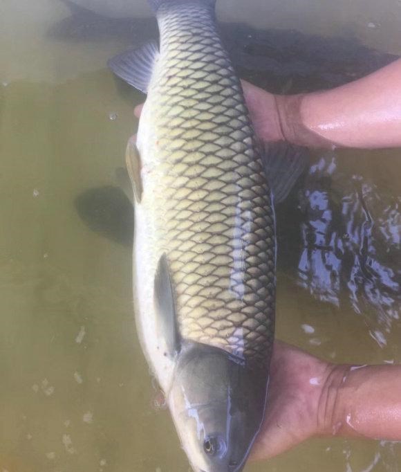 童书小窝|一条鱼3万？四川男子钓回一=条大鱼，半夜鱼从18楼跳下砸坏奔驰车