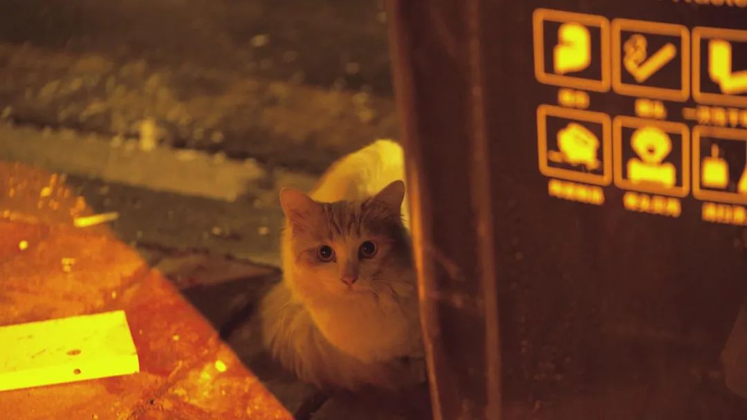 案件通报 流浪猫泛滥成灾，女子为2000多只流浪猫做绝育，花光50万积蓄