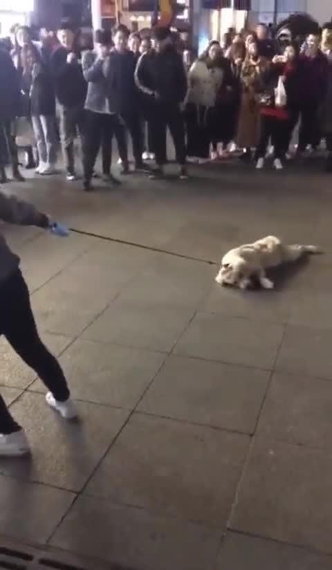 舜网 女主人带着狗狗逛街，逛到一半狗狗开始装死，路人看了笑喷了