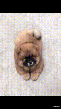 小秦星座|搞笑GIF：本来是个小狗狗，戴上面具变成小猫咪。