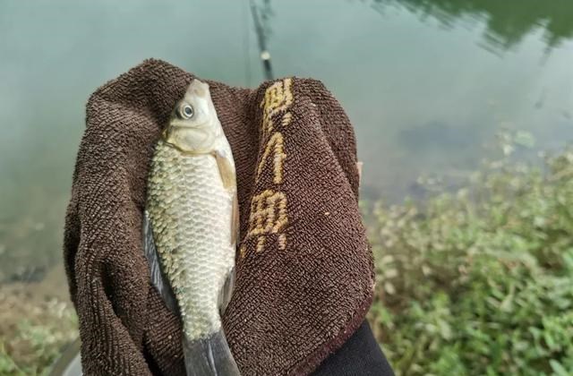 原神|野钓还被人打闭口？惹不起还躲不起，听我一句劝“溜吧”