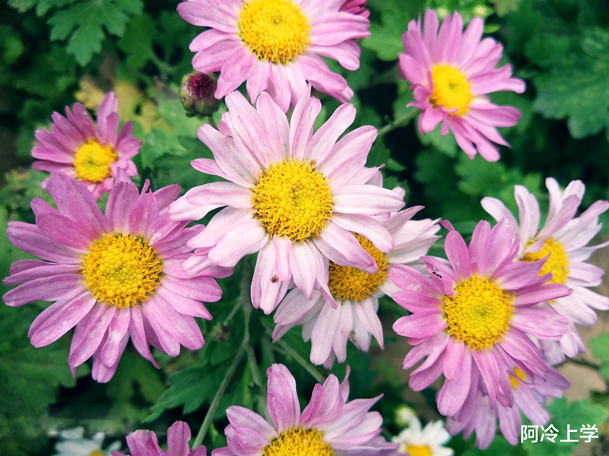 钓鱼的医生|《钓鱼的医生》王淡人去钓鱼是一个好医生吗？他的医术到底怎样？