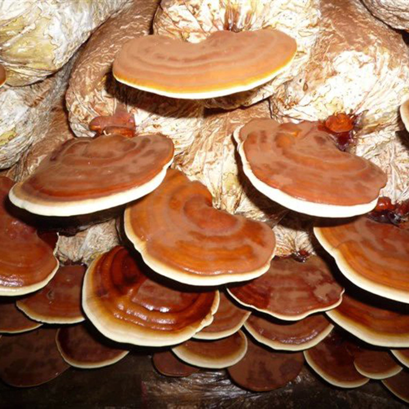 火星 人人都爱大蘑菇：科学家为什么对蘑菇如此痴迷？