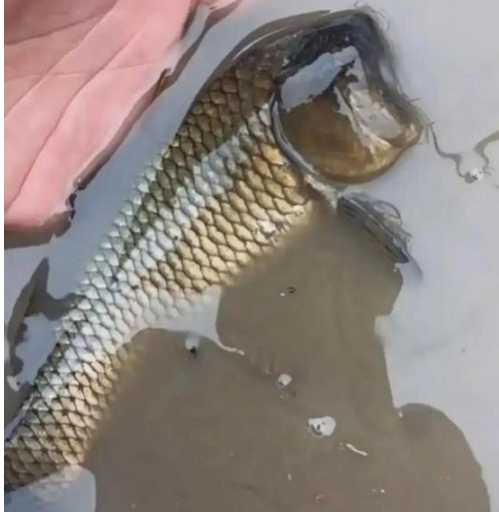 |人无头不走，鸟无头不飞，鱼无头……呃，还能活，钓友偶遇无头鱼