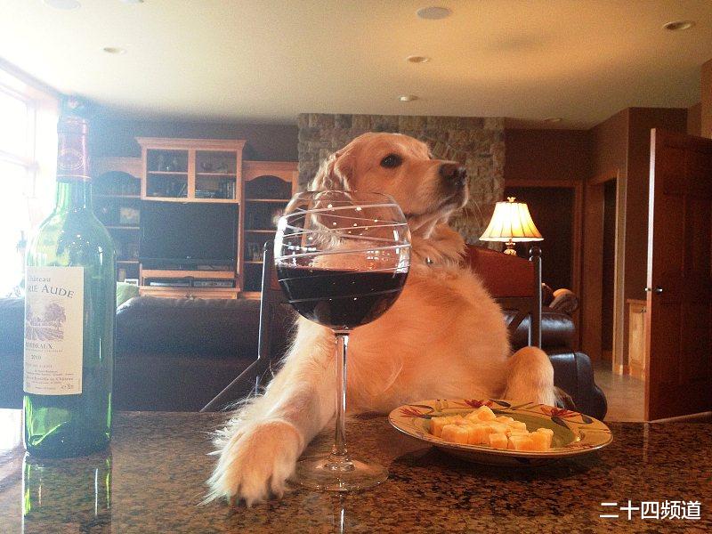 杀人案 银川一女子带狗入住酒店，被要求退房，结算房费时起纠纷：谁违约