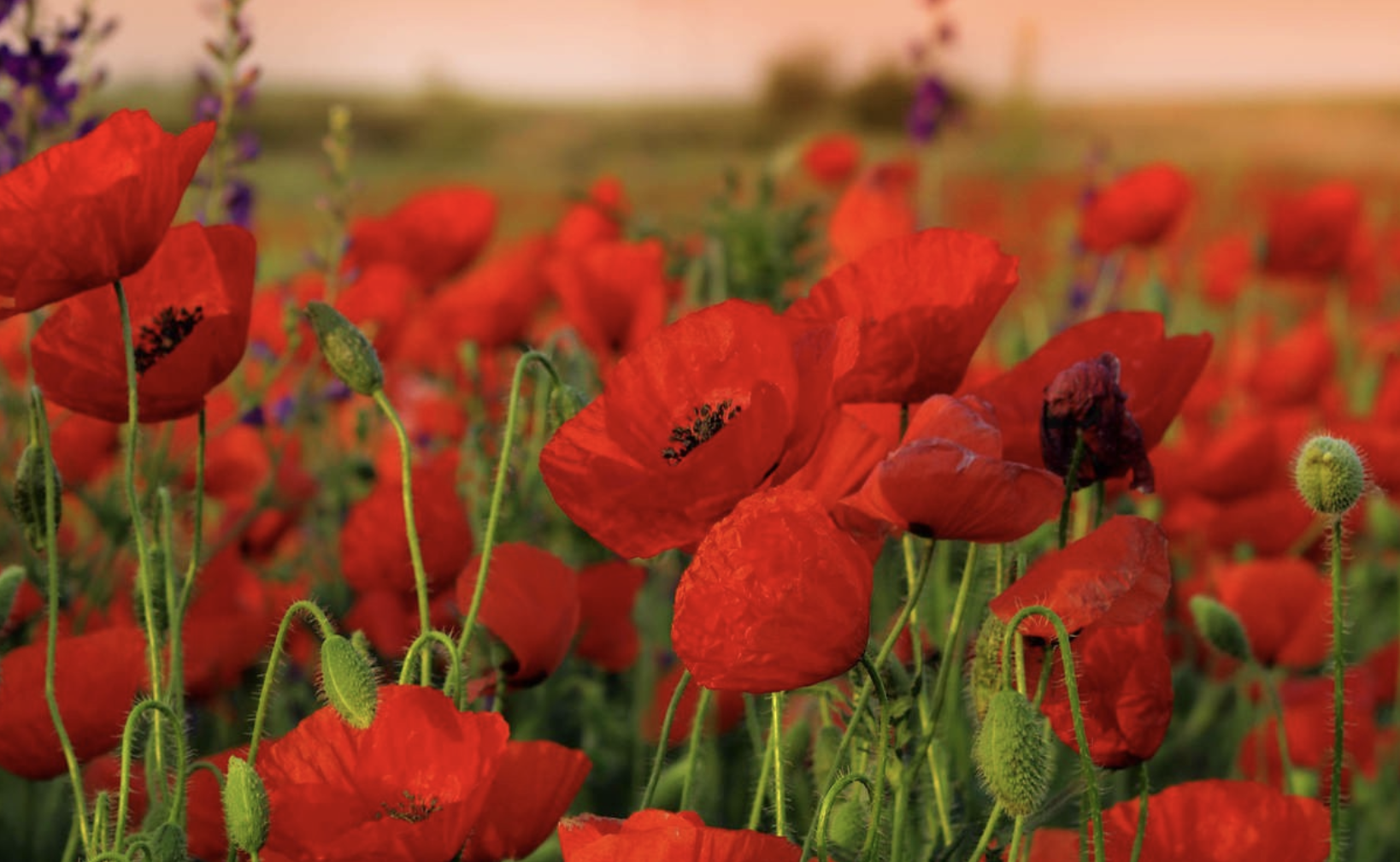 生肖夜梦|7月底，思念搁浅，爱得太满，真爱灼灼，3生肖一场等待，一生相爱