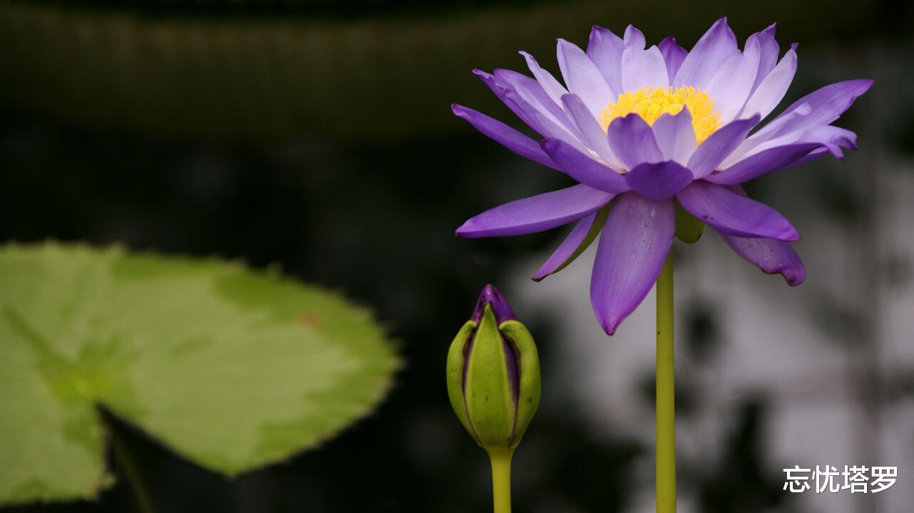 忘忧塔罗|忘忧塔罗：狮子座未来三十天运势，要梳理清楚自己内心，改变状态