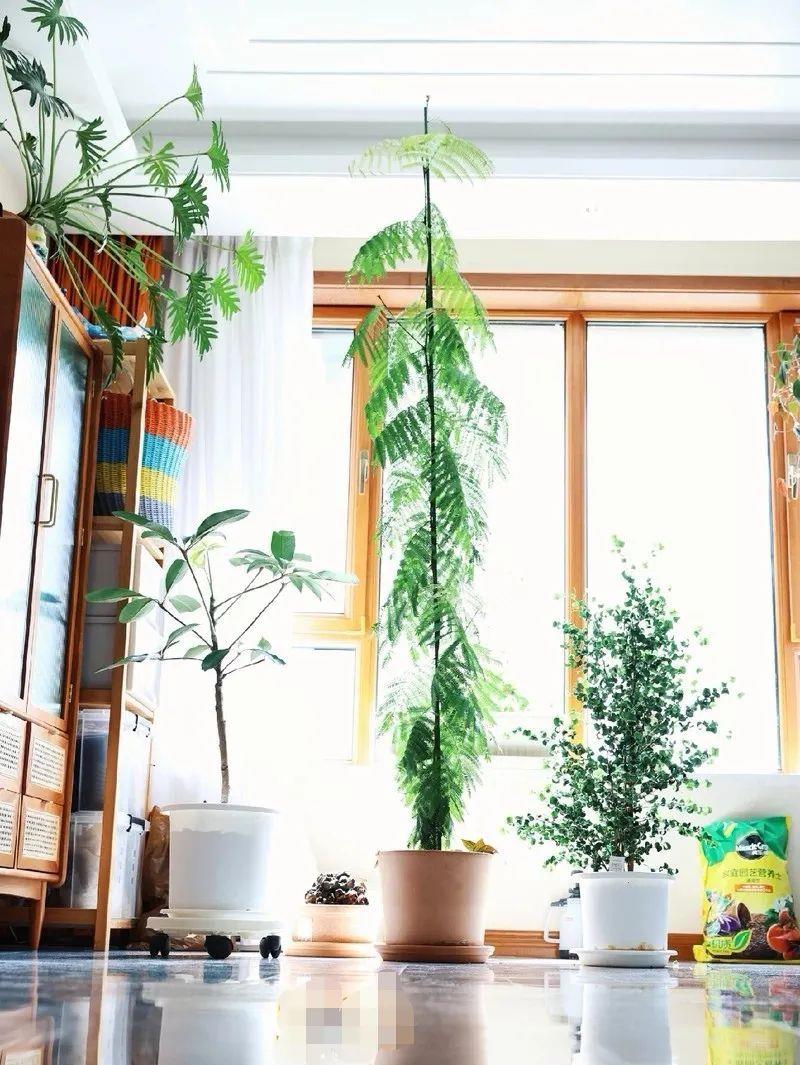种上阳台|装饰家居摄人心魄的8款大型室内观叶植物，一摆立现“宜家风”！