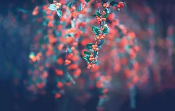 情感语录生活感悟|余生最好的活法，就是不辜负自己