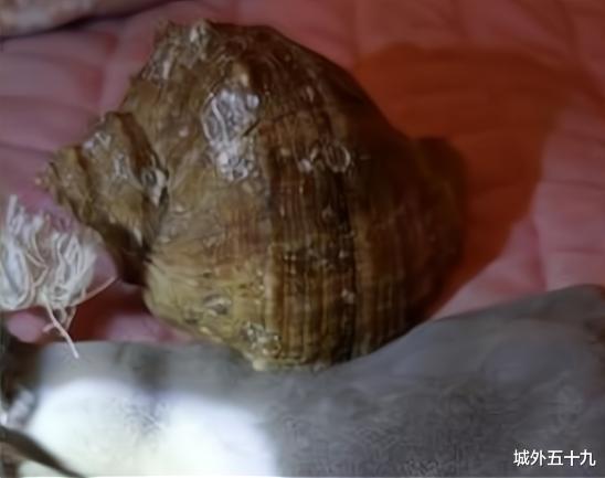  女子吃出珍贵海螺珠，卖海螺老板讨要，贪婪的人是否更短视？