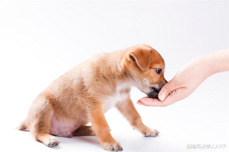 福奇被曝参与残忍科学实验：44只幼犬被活活吸血感染寄生虫，摘除声带防止吠叫