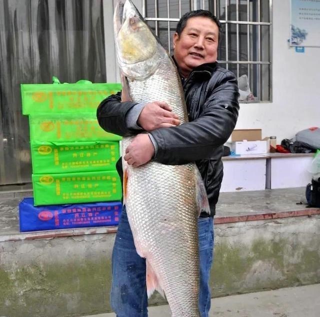 老虎|70斤巨型鱤鱼游入养殖场附近想吃鱼，没想到被附近钓鱼人钓起