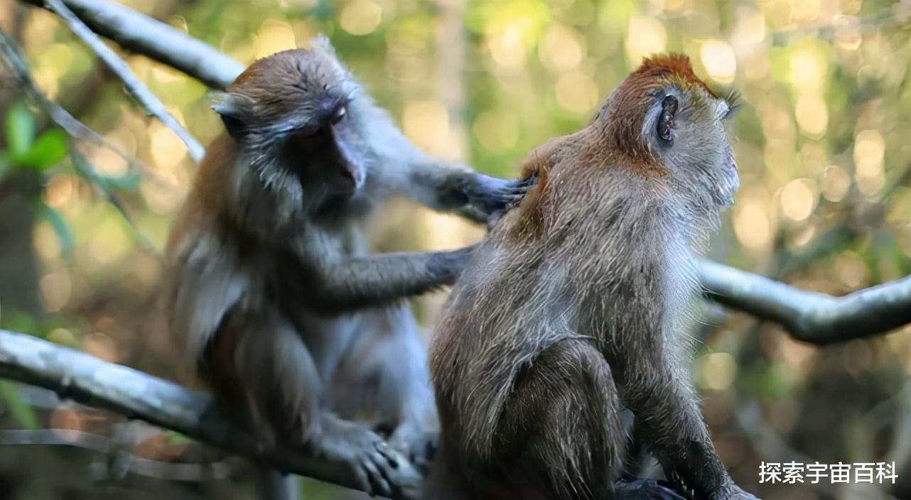 黑猩猩 人类是一种独特的物种吗？人类与动物的本质区别是什么？