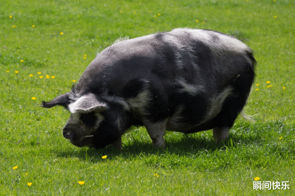 瞬间快乐|属猪的人生在几月,2021年财运不愁,事业顺遂,生意兴隆