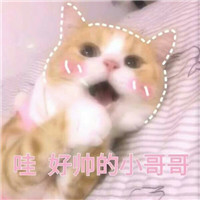 桉月|卖萌猫咪表情包