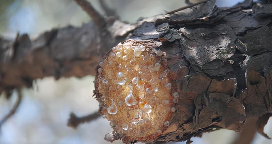 昆虫 琥珀里的昆虫万年不腐,古人为何不用琥珀来给尸体做防腐?