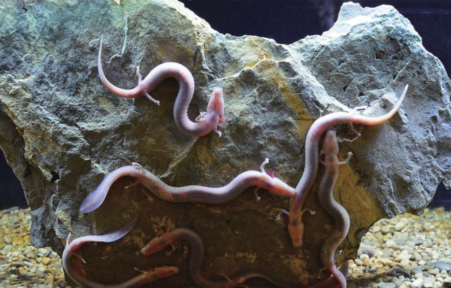 考拉|世界上“最懒的动物”：12年交配一次，可7年不吃不喝不运动