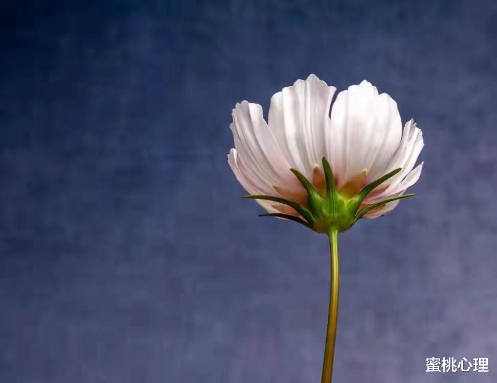 蜜桃心理|职场中，真正聪明的人，往往选择不争