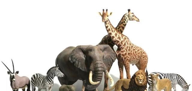 地球上已经灭绝50万年的生物,再度“复活”?给人类预示着什么?