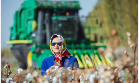 张智霖|50岁的张智霖下田采棉花！身上挎塑料袋接地气，调侃老婆嗓门大