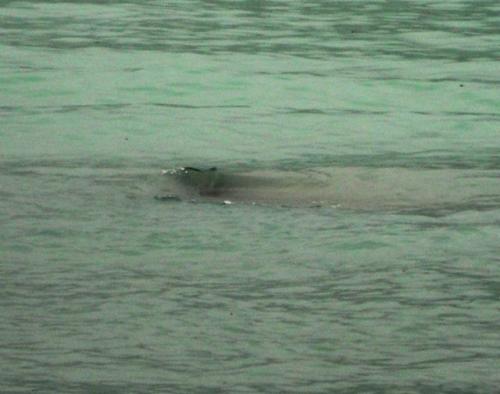 喀纳斯湖 1995年喀拉斯湖水怪之谜，专家查了很久说是大红鱼