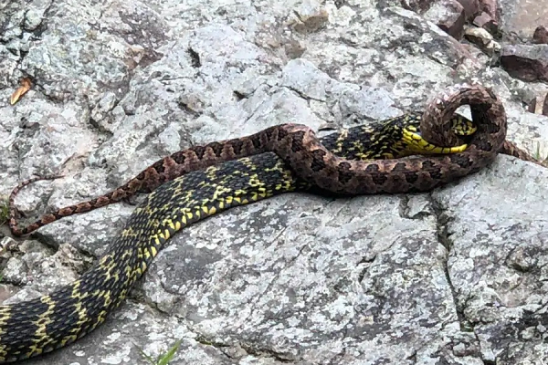 毒蛇 “臭名远扬”的菜花蛇，食性霸道生性凶猛，为何还会招人喜欢