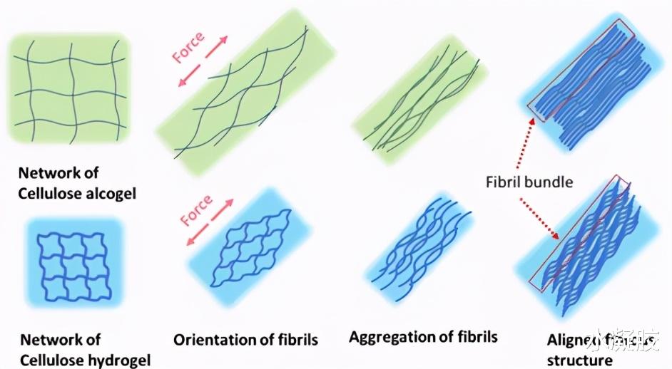 基因 通过排列分级纤维结构简便制备具有类跟腱超强强度的纤维素水凝胶
