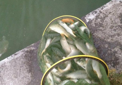 |又见惊人言论,野钓十年不如黑坑玩十天,野钓真的不如黑坑么?