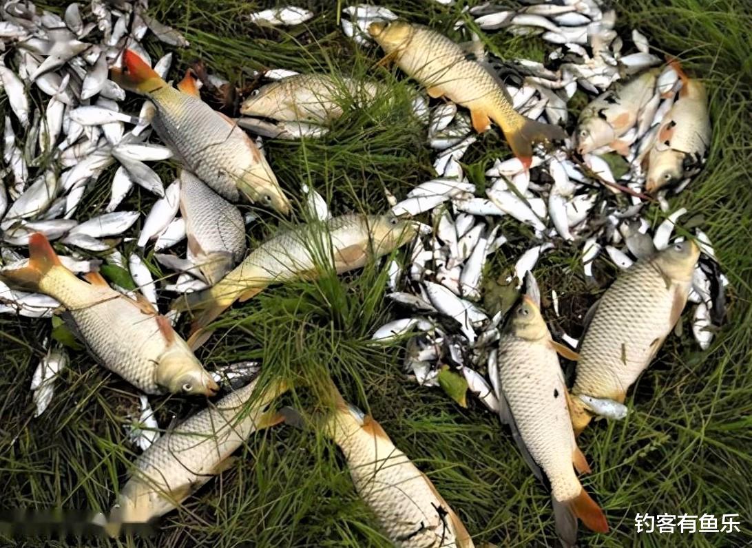 |台钓钓法是主流?别小看了传统钓法,其优势是其它钓法无可比拟