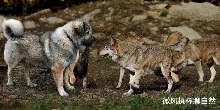微风执杯聊自然|下乡知青回忆被狼围堵的经历:狼来了,不丢块骨头,它会吃人的