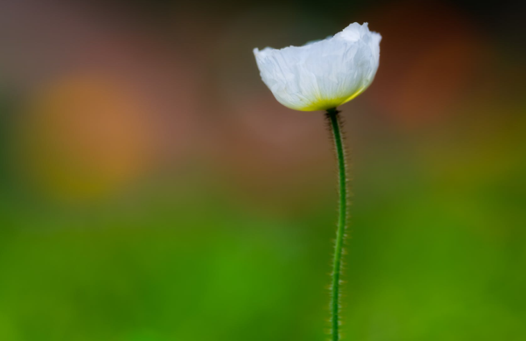 生肖|6月上旬，分分合合，反反复复，心累了，3生肖倦鸟归林，再续深情