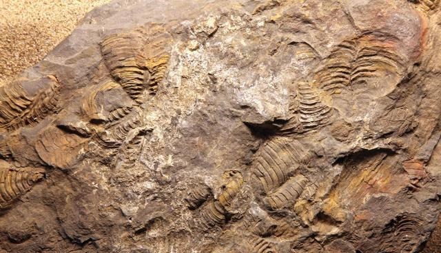 北极 人类发源地究竟是哪里？经过对化石的研究，争议“层出不穷”