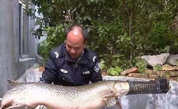 于时为伴 北美河怪“鳄雀鳝”在广州被捕，体大如猪广州人敢吃吗？