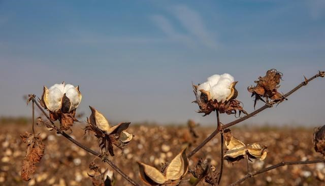 新疆棉花產量占我國87%以上，那一畝棉花可以賺多少錢？-圖2