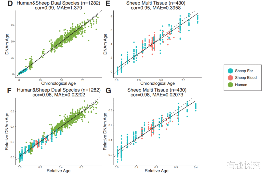 新西兰 挥刀自宫能使男人长寿?已经从动物身上进行了验证,或适用于人类