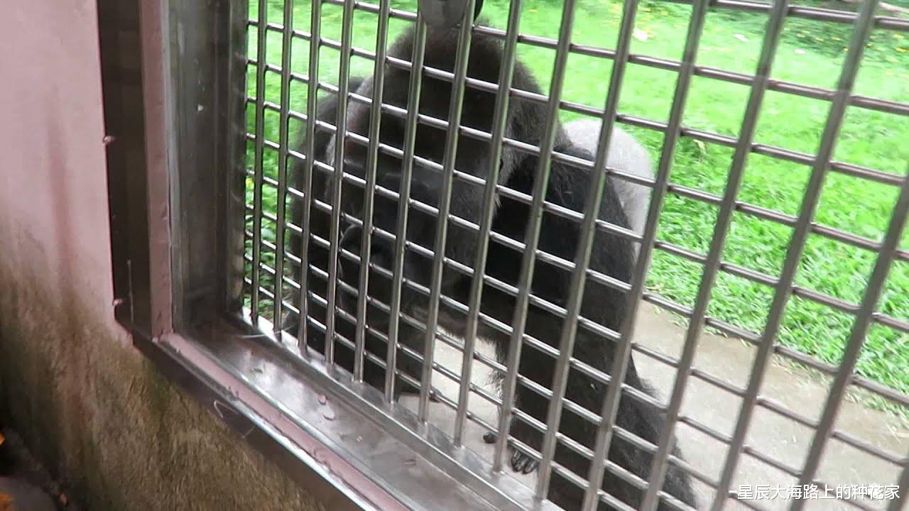 猩猩 艾滋病最早就在猩猩身上，人和猩猩相爱，到底会不会传染艾滋病？