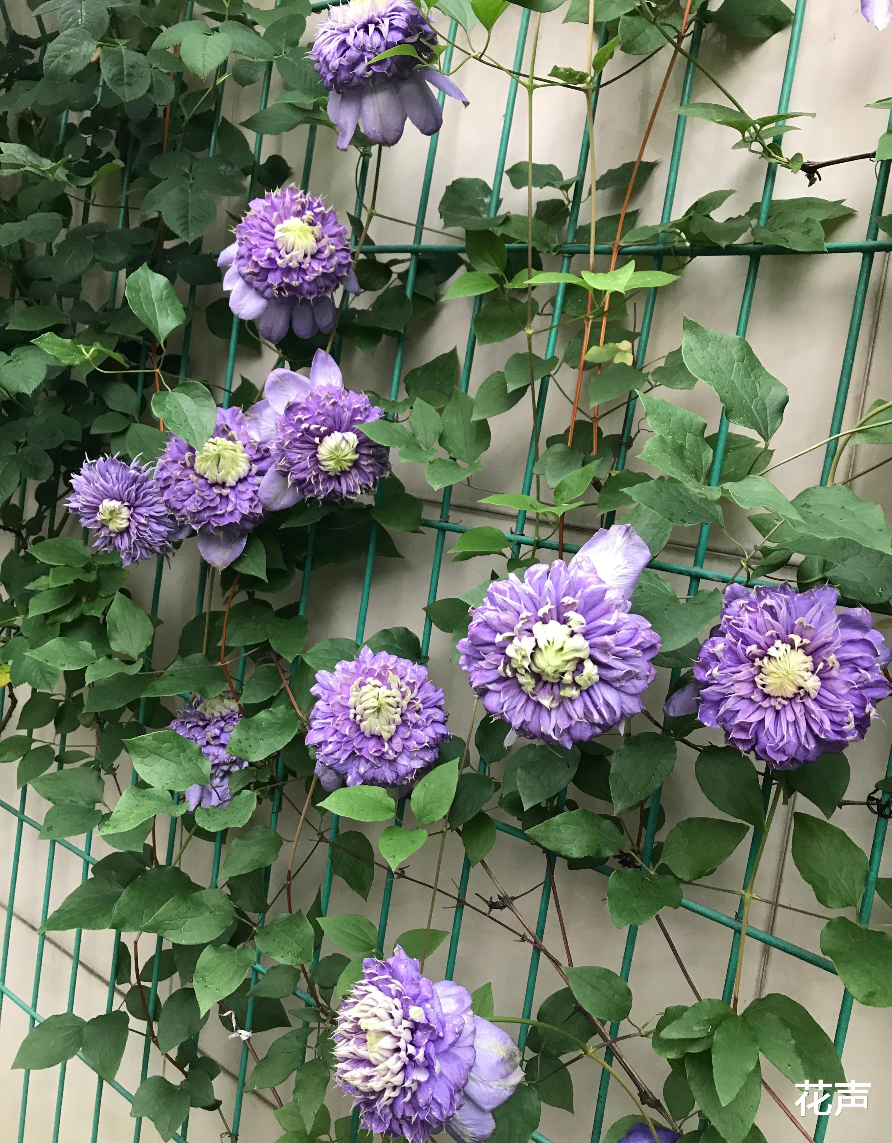 花声|铁线莲“蓝光”—花美如牡丹，三季有花开，阳台也能养，值得拥有