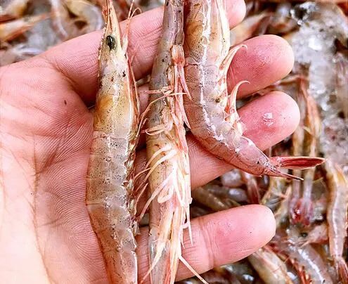 饵料|活虾和虾粉钓是钓鱼的好饵料