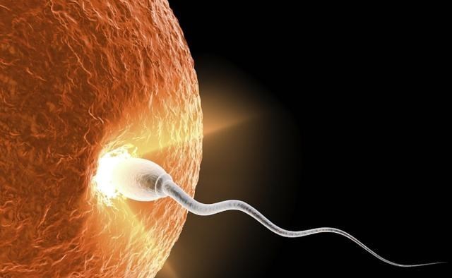  当人类精子与卵子成功结合，它们会释放“锌焰火”庆祝