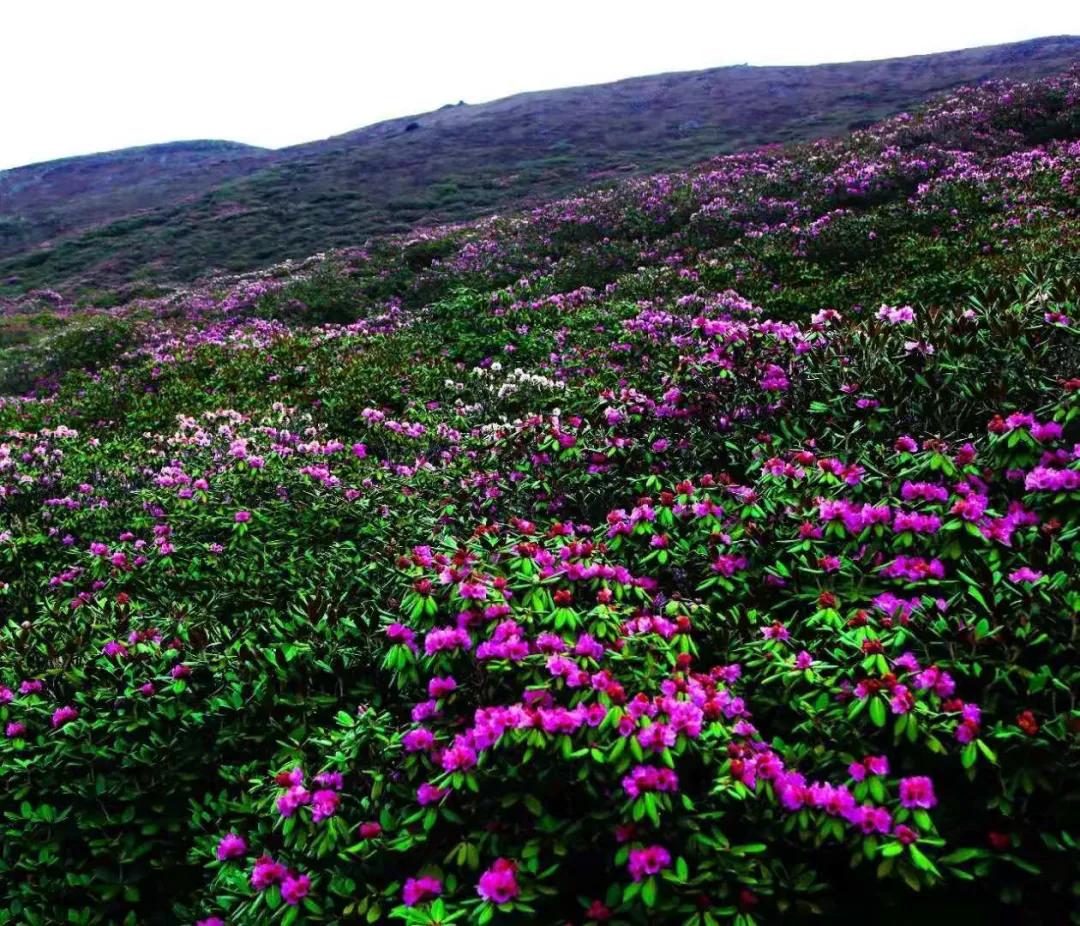 塘栖古镇 收下这份赏花图鉴，走进西藏初夏的梦境