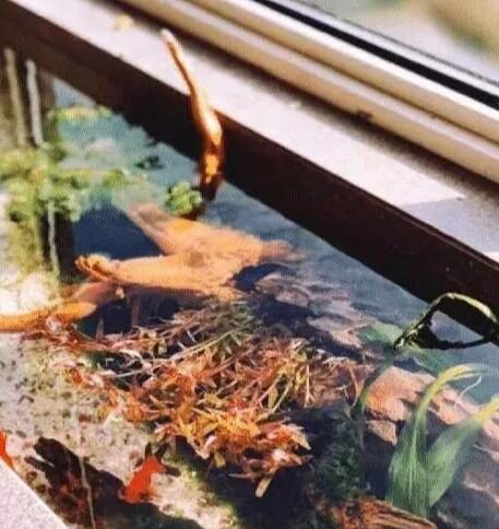 老公坚持把阳台窗台“加宽”40cm,开始不理解,完工后美极了!