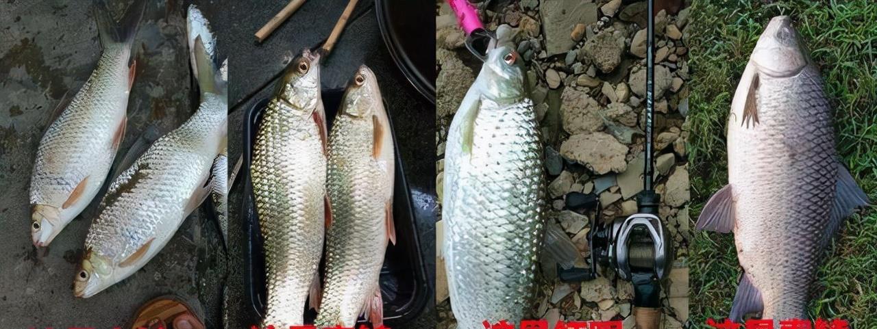 电影霸主|罗非的失算：珠江霸主易位，麦鲮后来居上，皆因吃货和钓友的纵容